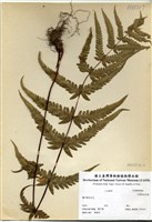 藏品(耳葉假金星蕨)的圖片